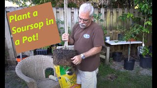 How to plant a Soursop tree in a container