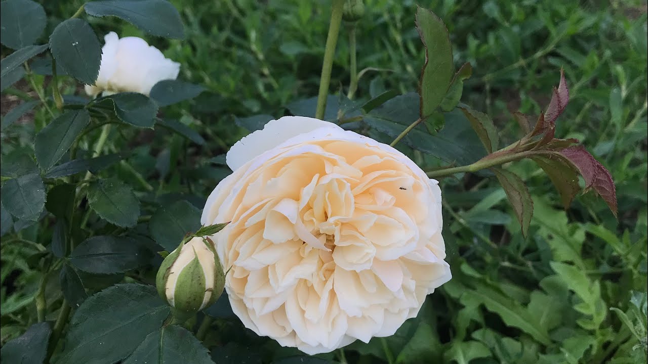 Розы зимней прививки из питомников Тамара розы и Мама розы