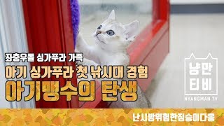 [냥만TV] 그렇게 아기싱가푸라는 아기맹수가 되어간다 by 냥만티비 NMCAT TV 475 views 4 years ago 1 minute, 39 seconds