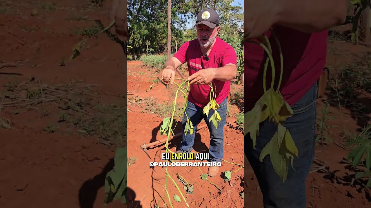 COMO PLANTAR BATATA DOCE PARA PRODUZIR MUITO 