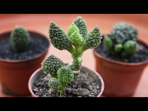 Video: Propagating Adromischus Succulents - Kawm Txog Cov Ntsiab Cai Lime Pie Cog Propagation