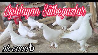 Işıldayan Sütbeyazlar. Watsap.545.550.0192