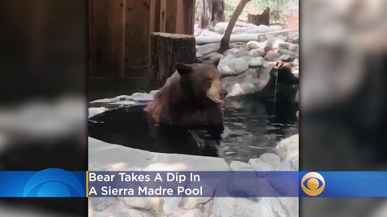 Bear Takes A Dip In A Sierra Madre Pool - YouTube