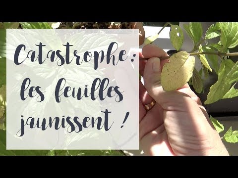 Vidéo: Maladies De L'asclépiade : Pourquoi Les Feuilles D'une Fleur D'intérieur Jaunissent-elles Et Tombent-elles ? Et S'il Laissait Tomber Les Feuilles ?