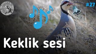 Keklik sesi | صدای پارتریج | Partridge voice | Partridge hunting