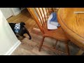 Pug ( Watson, a.k.a. Watty, Pottis, Porkleman, etc. ) lurking under a chair.