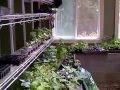 Secret Greenhouse of Survival in Spring