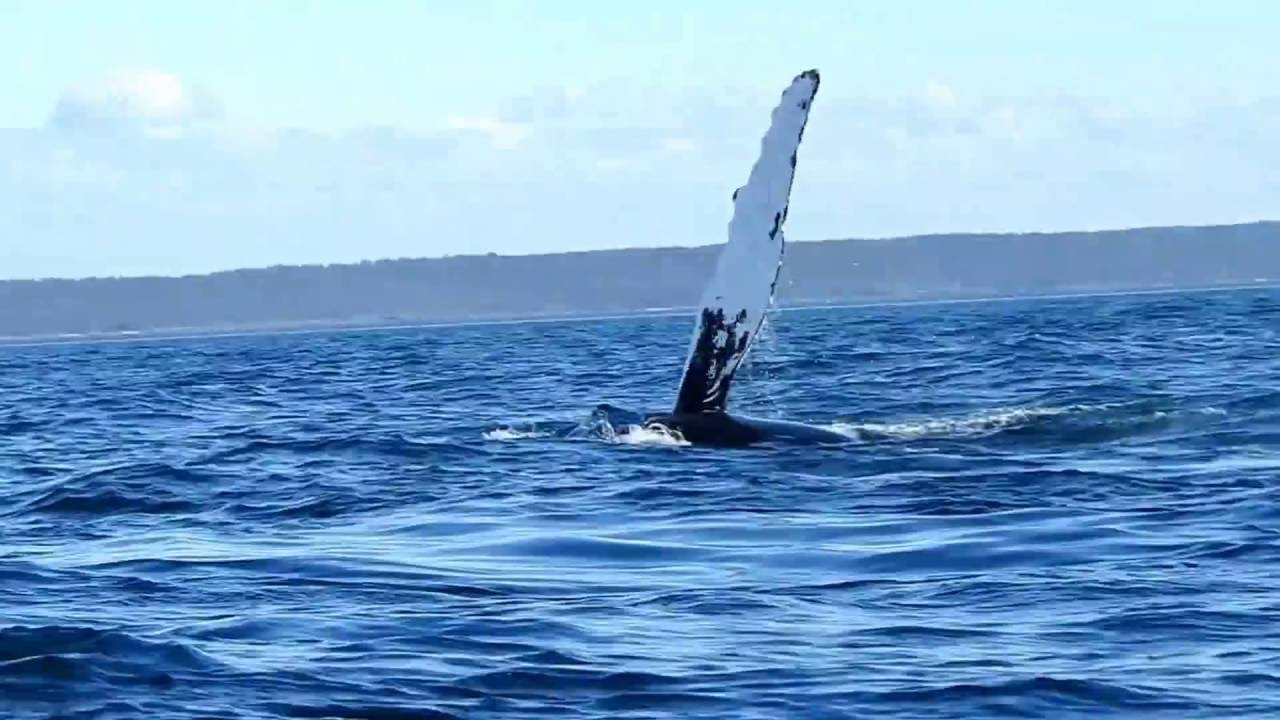 Pectoral Fin Slapping