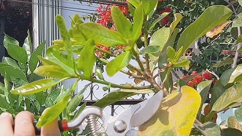 Cắt Tỉa Lá Lộc Vừng Chơi Tết 2022 @TÒNG VĨ TV