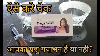 देसी तरीके से पता करे पशु ग्याभन है या नहीं || Urine Pregnancy Test for Cow || Hello Kisaan