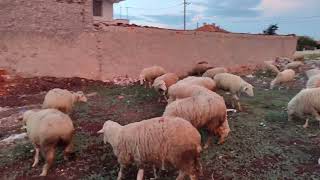 pazardan kuzu🐑 alarak 6 ay mera 3 aylık besi ile para kazanır mıyız? işte cevabı 😁👉 Bu video da 👈