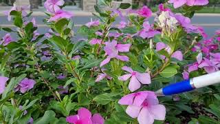 checking out the flowers. Harlingen, TX.