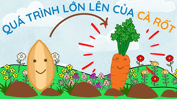 Hạt giống Cà rốt phát triển thành cây I Kiến thức I Thiếu nhi I Chuyện Bà cháu Kem trái cây