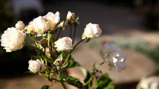 Chambres Dhôtes Les 3 Roses