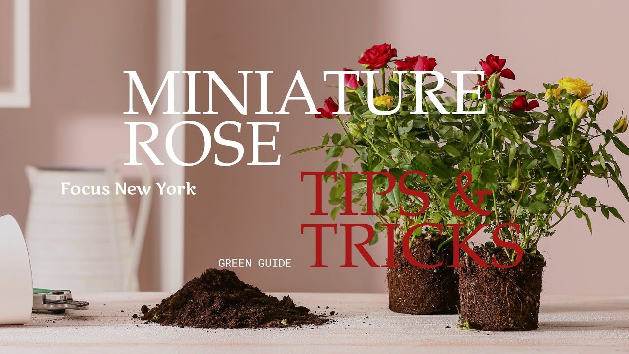 The Ultimate Miniature Rose Care Guide | Indoor Rose Growing Made Easy by Focus New York