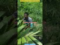 Thyrsostachys oliveri, #bamboo #viral #viralshort #shortsfeed #farming #viralshort #plants #feed