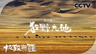 《极致新疆》04 狂野大地：一起奔赴新疆狂野之境 狂野之美震撼人心 感受大地鲜活的生命力！【CCTV纪录】