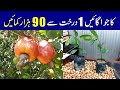 How to cultivate cashew farming in Pakistan? Grow a cashew tree and earn 90,000| How to Grow Cashew