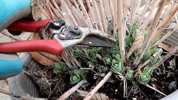 Spring Cleaning the Perennial Garden