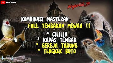 NGERIIII..!!!KOMBINASI MASTERAN FULL TEMBAKAN || CILILIN, KAPAS TEMBAK, GEREJA TARUNG, TENGKEK BUTO
