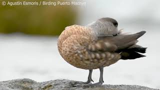 Patagonian crested duck (Lophonetta specularioides specularioides)