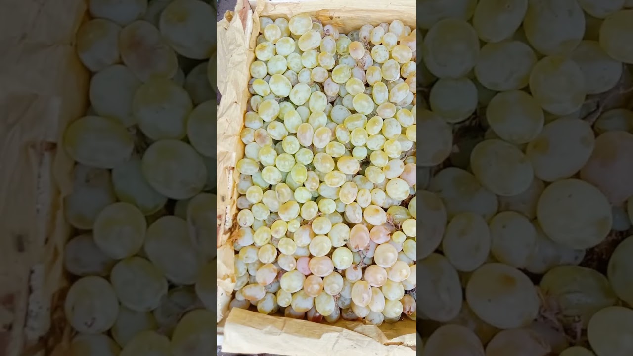 VIP Afghanistan grapes 