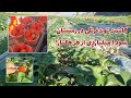 کاشت توت فرنگی در زمستان با سود میلیاردی راز کشاورزان موفق رستم فارس فاش شد