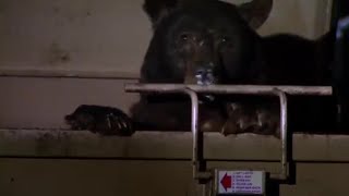 Bear Caught Eating Junk Food from Bin! | Bear Crimes | BBC Earth