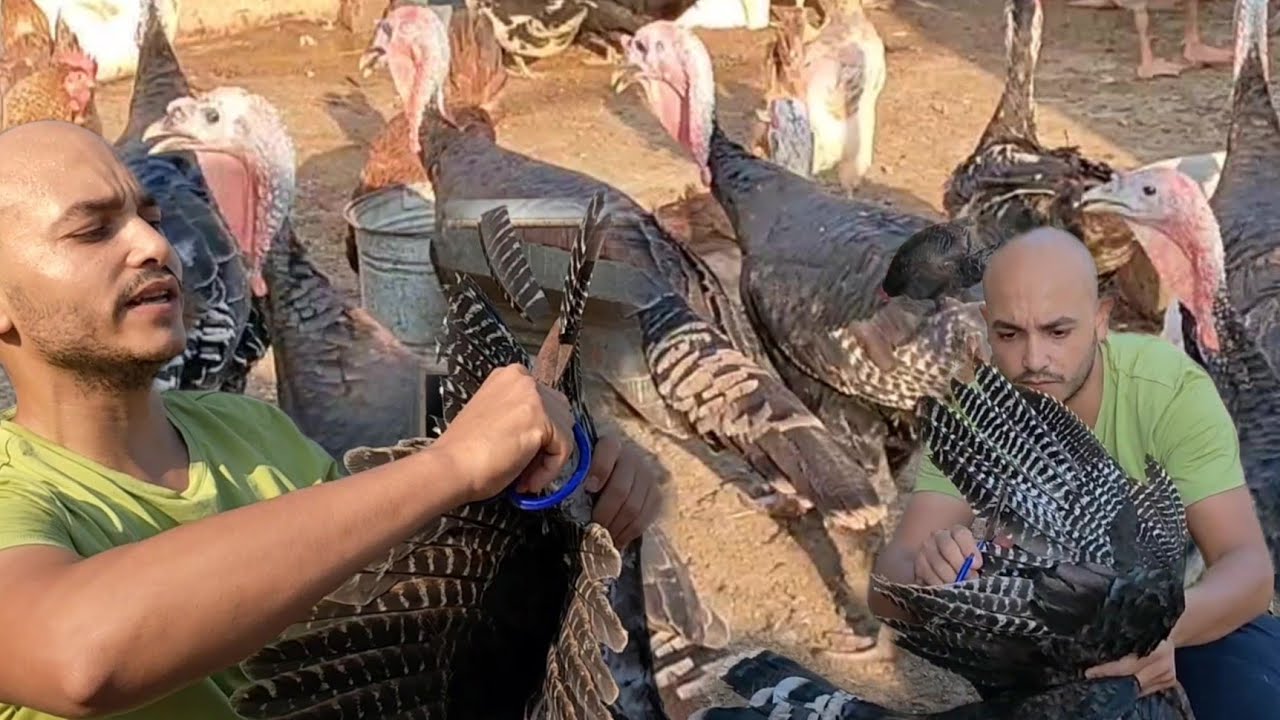 متغلطيش غلطتى في الرومى مع الطريقة الصحيحة لقص ريش الرومى اتبهدلنا واتعورنا والحمدلله