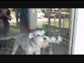 Two Happy Miniature Schnauzers - Harley and Rosie