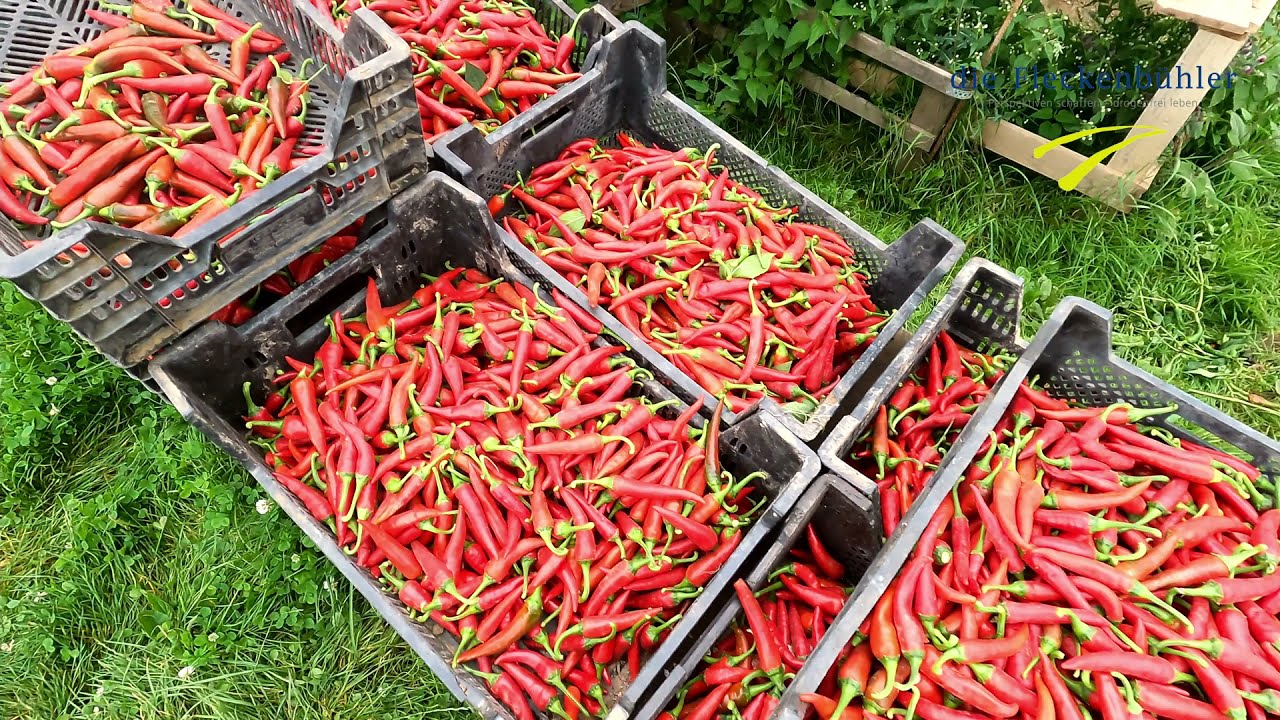 Maxi stellt die Fleckenbühler Jugendhilfe Leimbach vor