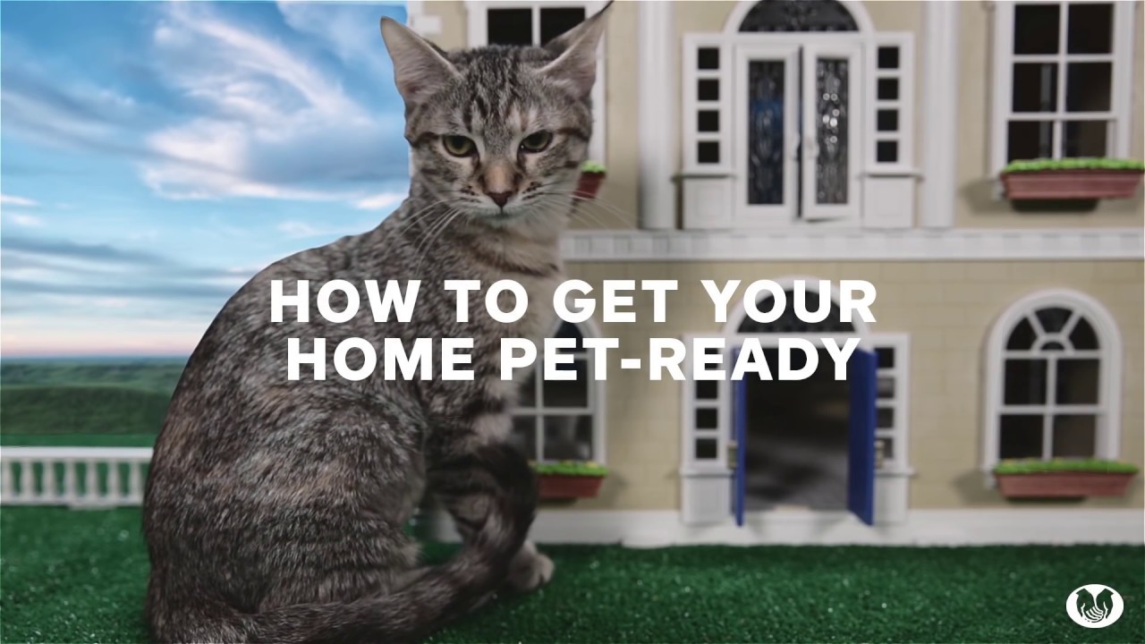 pet proof balcony Here's to Firsts: How to Get Your Home Pet-Ready | Allstate Insurance