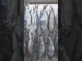 Таранька вялится