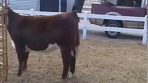 Nebraska Cattlemen's Classic: Class Mix-Up 1#