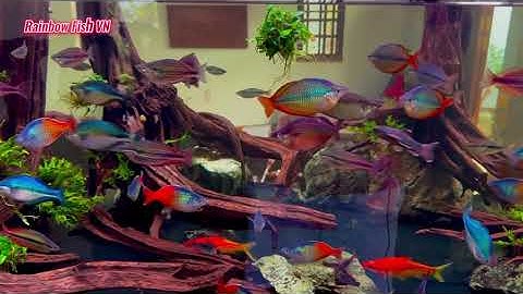 Rainbow Fish Tank VN - Quá đẹp, nhìn không rời mắt - Khoa Nguyễn