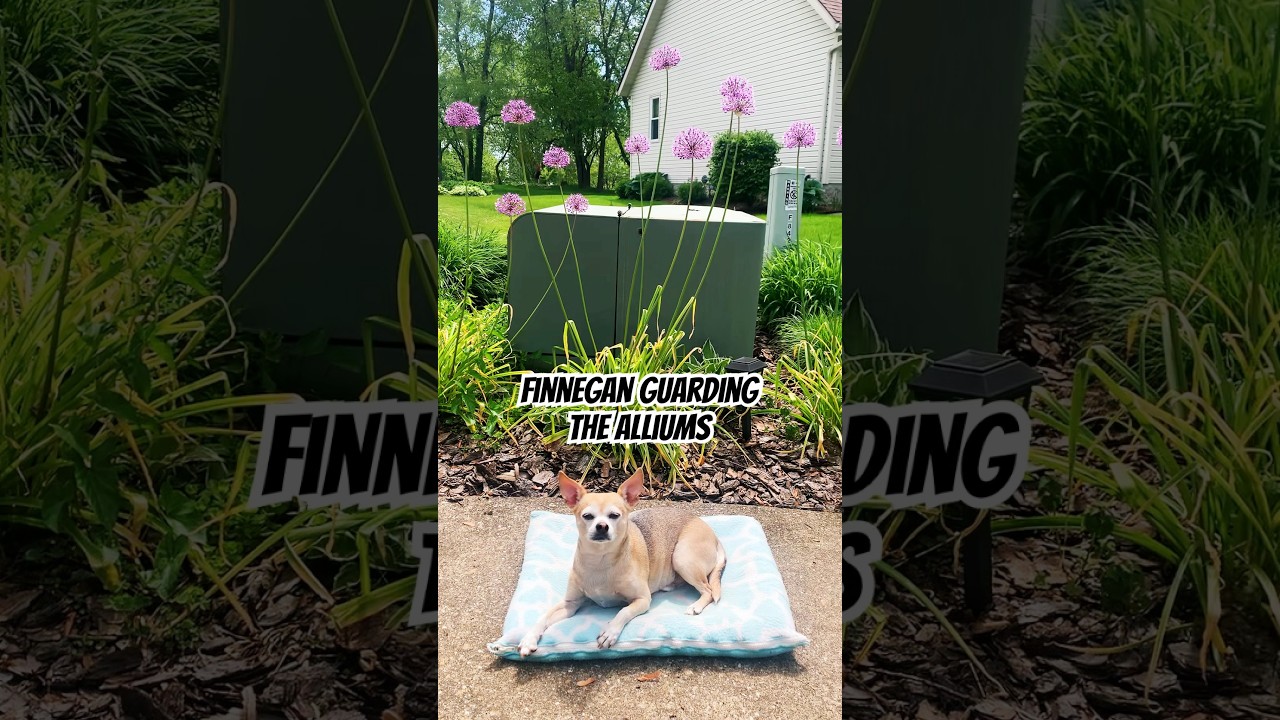 Finnegan the Rat Terrier Chihuahua Guarding the Alliums 