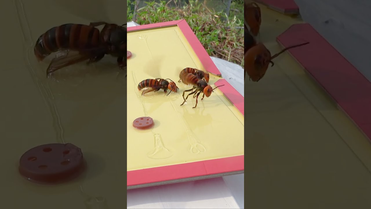 Intelligent Trap For Asian Giant Hornets To Protect Honeybees Savethebees