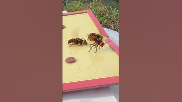 Thumbnail of Intelligent trap for asian giant hornets to protect honeybees  #savethebees