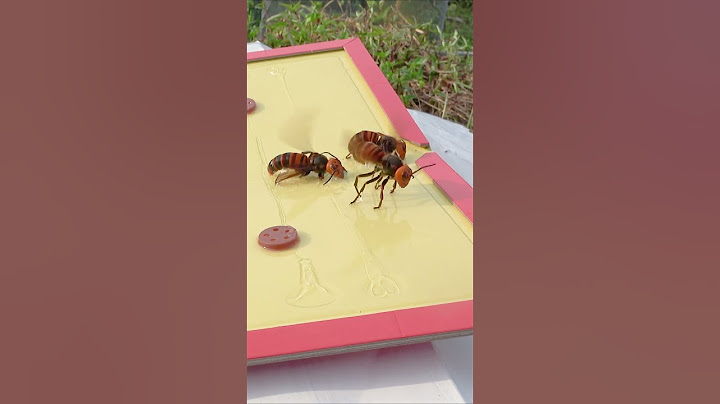 Intelligent trap for asian giant hornets to protect honeybees  #savethebees