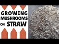 How to Grow Mushrooms on Straw: Making Straw Logs