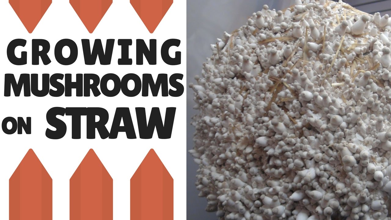 How To Grow Mushrooms on Straw - FreshCap Mushrooms