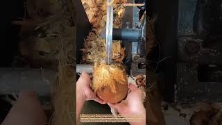 Traitement Mcanique  Dcorticage Des Noix De Coco  Laide Dune Machine Spcialise