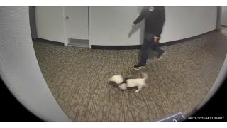 My Ring Door Camera Video Footage At Canvas La Apartments