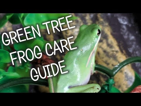 Green Tree Frog Care, Diet, And Tank Set Up