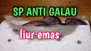 SP LIUR EMAS. sp anti galau