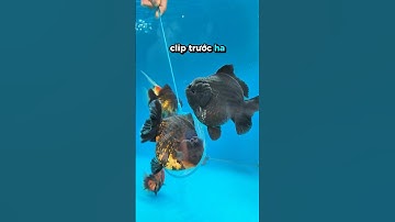 Tập 290 | cập nhật với anh em về lứa oranda short tail cọp #traicacanhnhabunny #goldfish #fyp