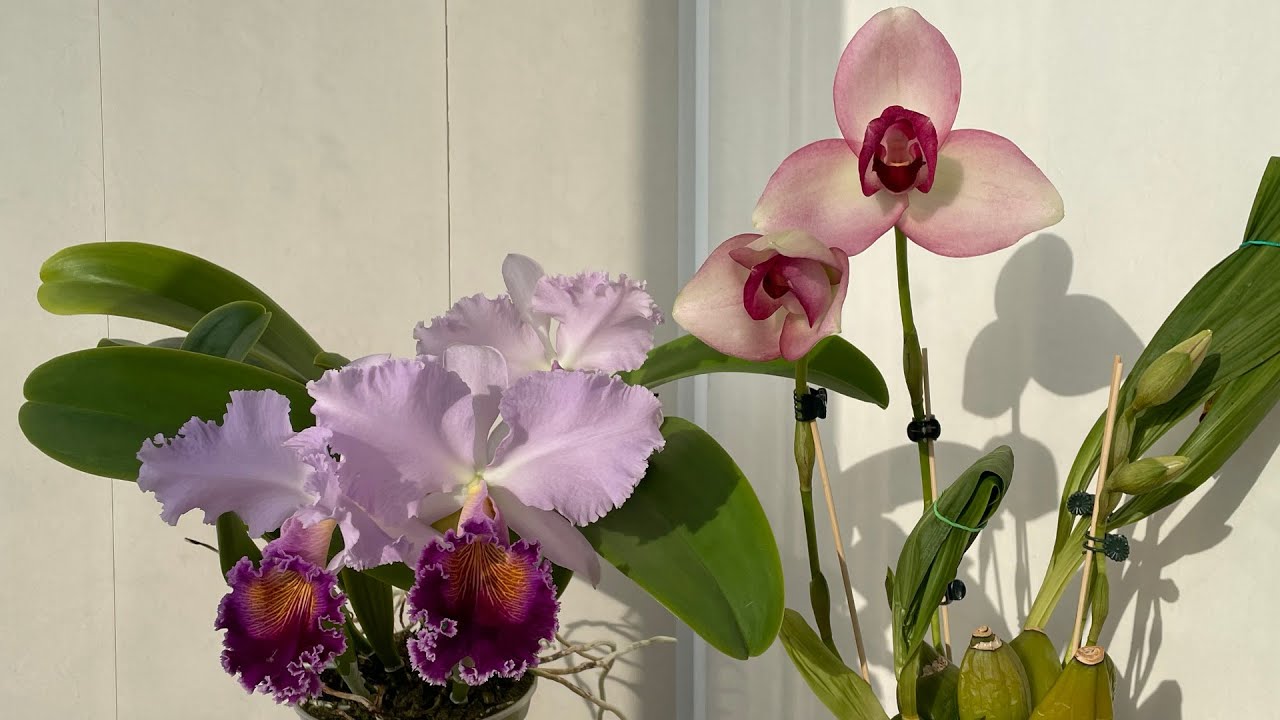 Lycaste Rakuhoku & Lc. Dinard 'Blue Heaven'! Первые цветущие в 2026 году!!!