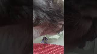 Cat eating flowers