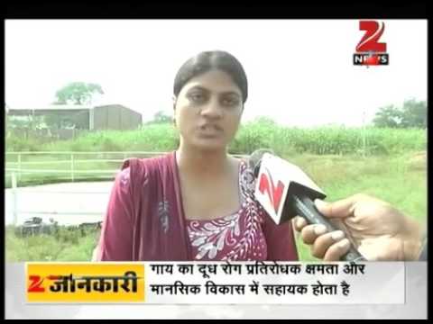 DNA  Benefits of cow dung and cow urine Gomutrafrom Zee News
