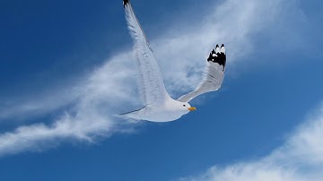 Animated Seagull / Lightwave - Blender